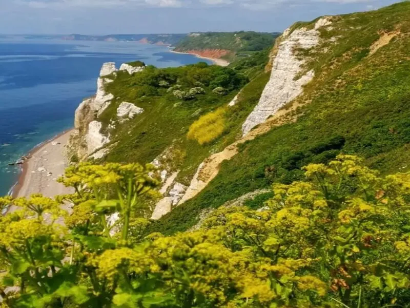 Jurassic Coast - Devon